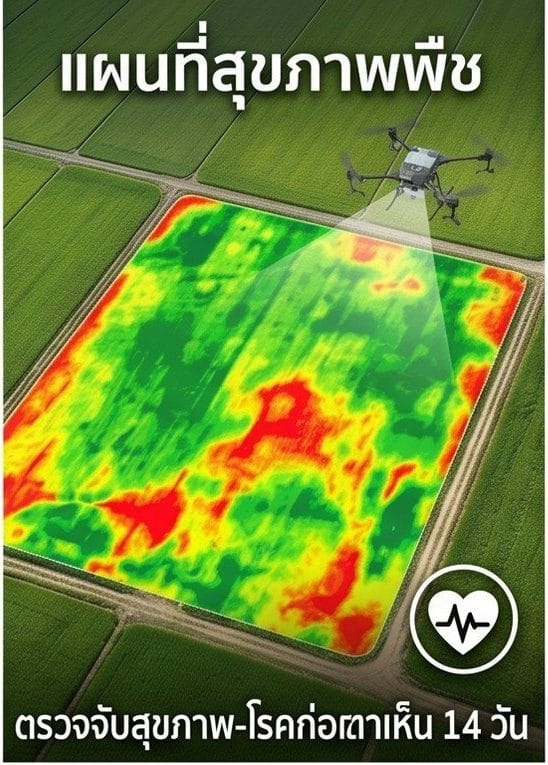 แผนที่สุขภาพพืช Multispectral NDVI